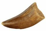 Serrated, 1.54" Juvenile Carcharodontosaurus Tooth  - #200751-1